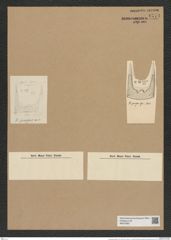 Hemiaulus pungens Grun. (de-Toni-Nr.: Genus 117, Species 3366) Zeichnungen Sammlung Grunow Nr. 6774 (NHMW-BOT-W0375607)